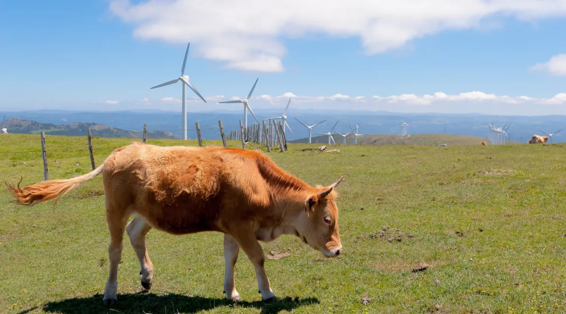 Kráva a větrné elektrárny